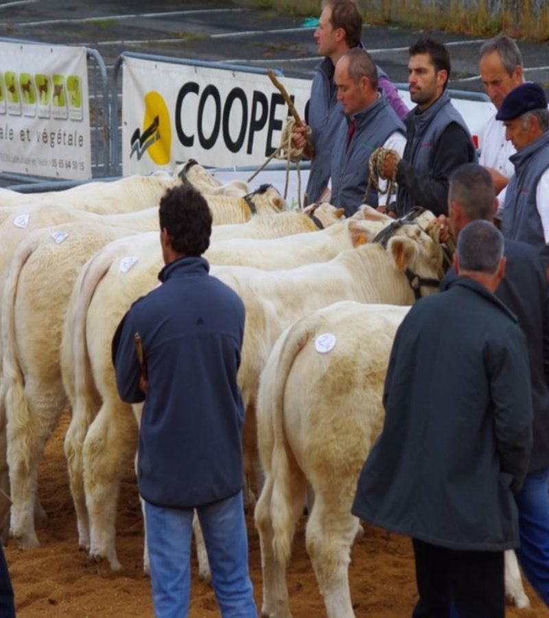 Des membres du Charolais Aveyron présentant leurs bêtes en concours